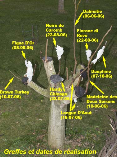 Figuier greffé avec 11 variétés !