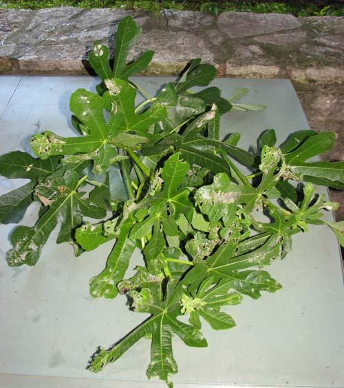 Rameaux de figuier herbacés à bouturer