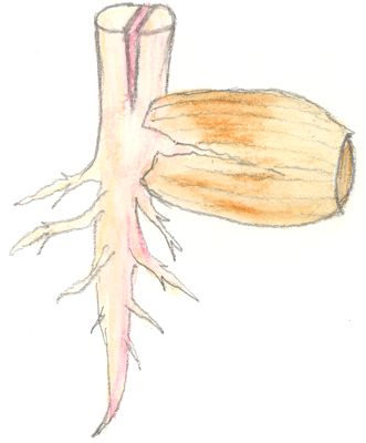 Greffe embryonnaire dite “de germination”