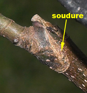 Soudure de greffe en chip budding de figuier