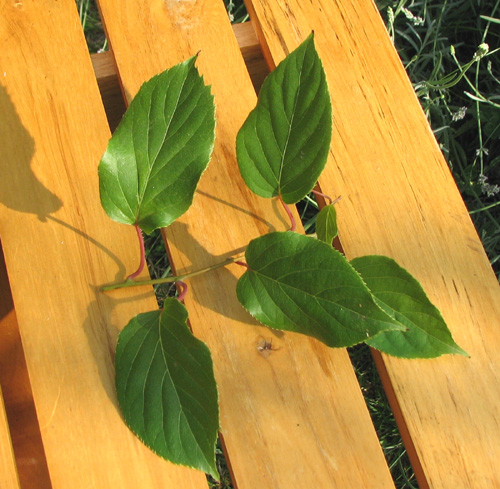 Rameau d’actinidia à bouturer (kiwai)