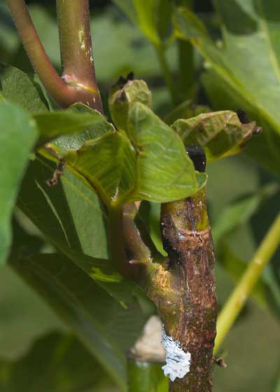 Greffe chip budding de figuier