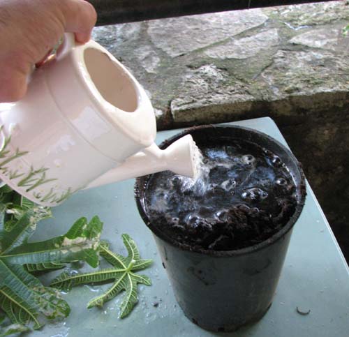 Arrosage du substrat de bouturage