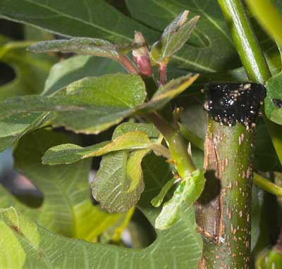 Greffe en chip budding de figuier