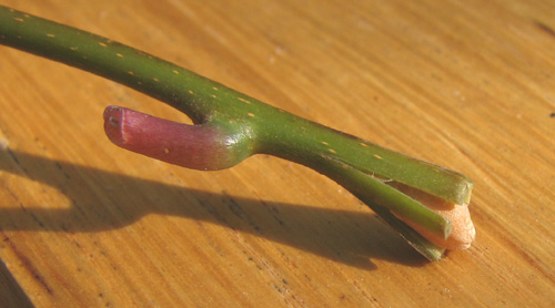 Bouture, base taillée en croix, insertion grain de blé, hormone de bouturage