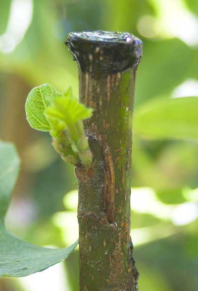 Greffe en chip budding de figuier
