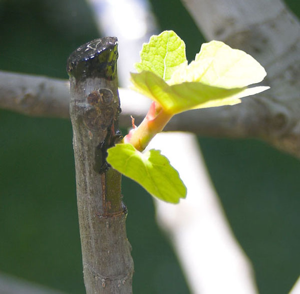 Greffe en chip budding de figuier