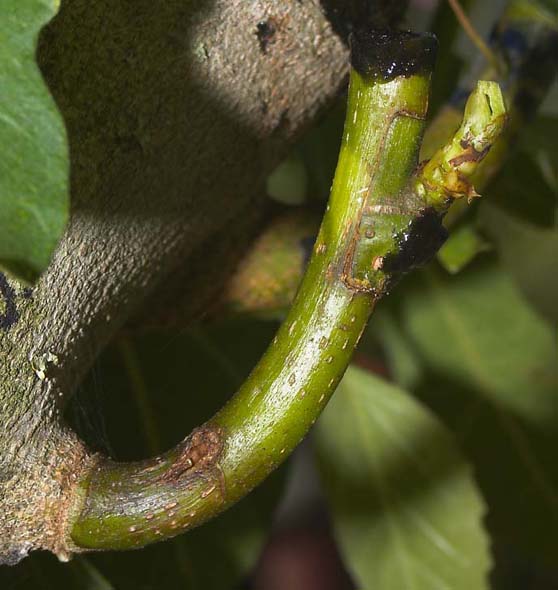 Greffe en chip budding de figuier