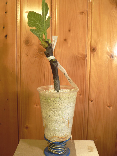 Bouture de figuier dans perlite