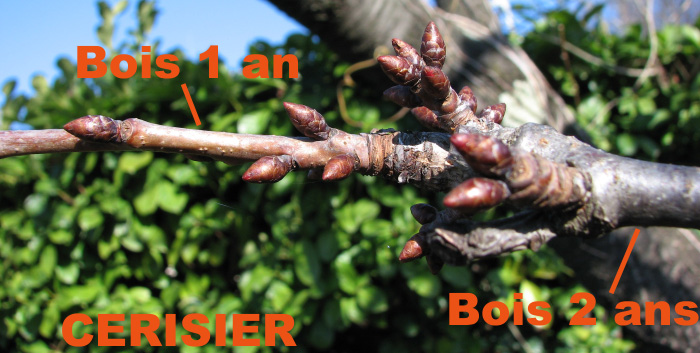 Oeil à bois
