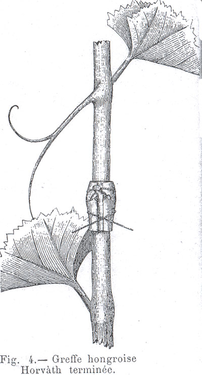 Greffe de la vigne, méthode Hongroise Horvat