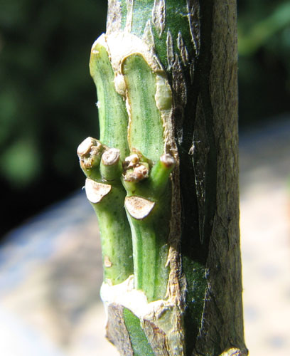 Photo double chip budding d’agrume