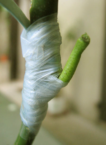 Greffe en chip budding couverte de parafilm