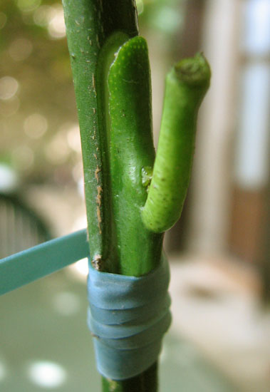 Greffe en chip budding, début de ligature flexibande