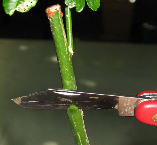 Greffe en chip budding : découpe du porte greffe