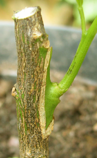 Greffe en chip budding d’agrume : vue de côté du point de greffe