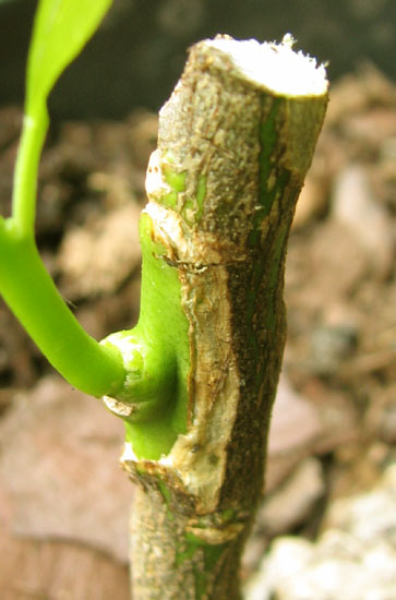 Greffe en chip budding d’agrume : la partie non recouverte pas le chip se recouvre d’un cal cicatriciel