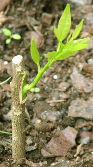 Greffe d’agrume en chip budding : on décapite le porte-greffe une fois la greffe poussante