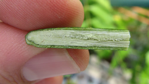 Chip budding découpé