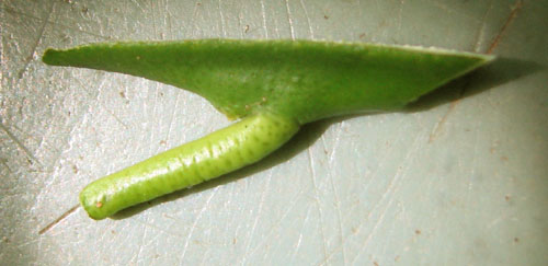 Chip budding découpé