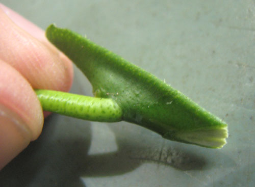 Chip budding découpé