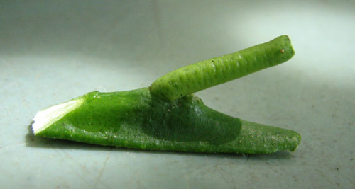 Chip budding découpé