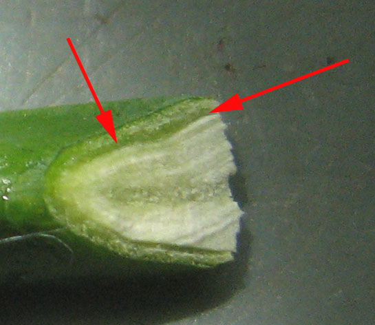 Chip budding : zones génératrices