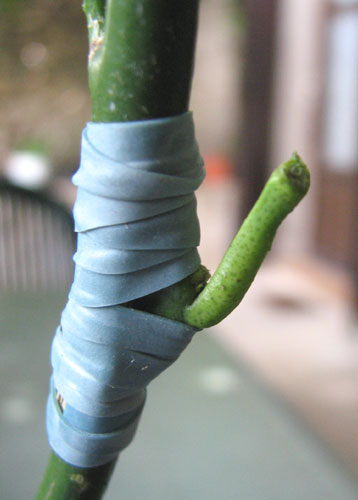 Greffe en chip budding : ligature au flexibande