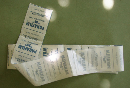 parafilm