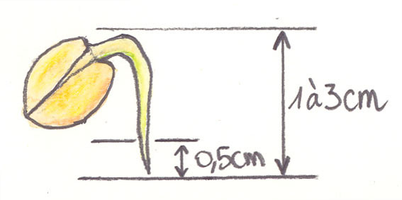 Germination d’une pistache