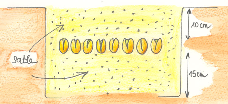 Stratification et vernalisation de pistaches