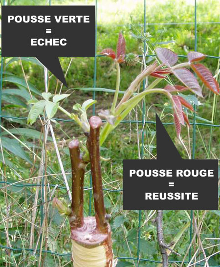 Greffe de noyer