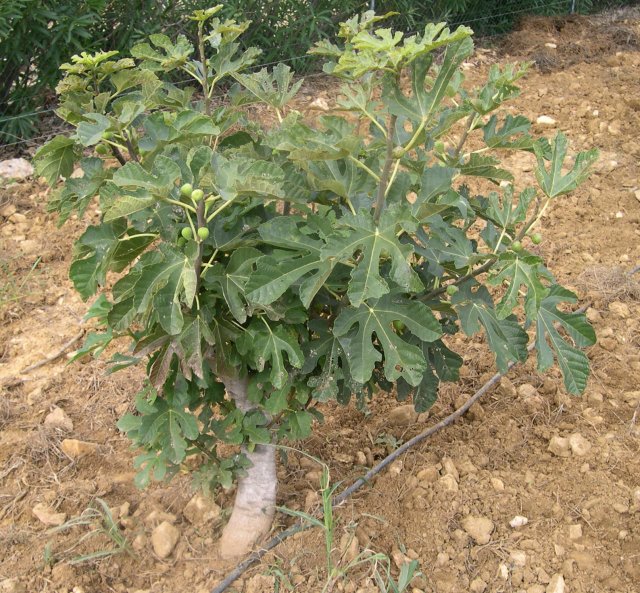 Figuier greffé