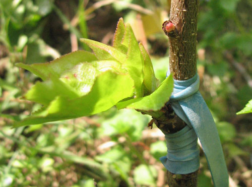 Greffe d’abricotier en chip budding