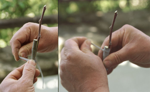 ligature flexibande