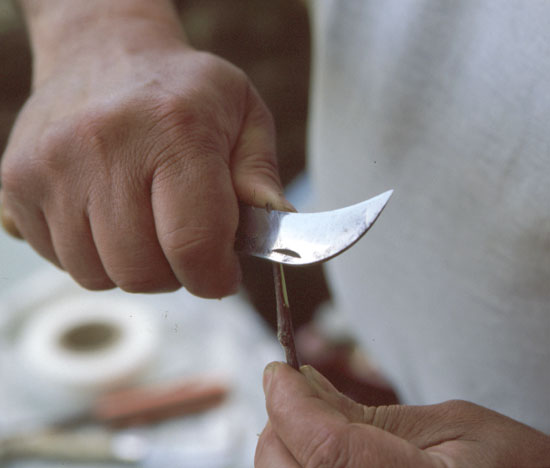 Découpe du greffon en biseau