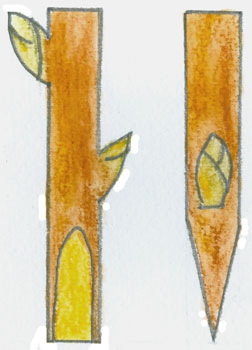 Greffon taillé en double biseau