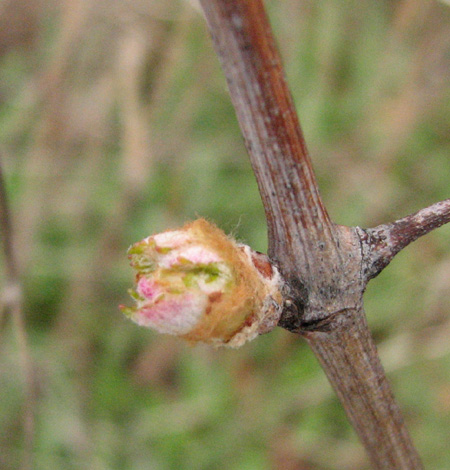 Bourgeon de vigne qui débourre