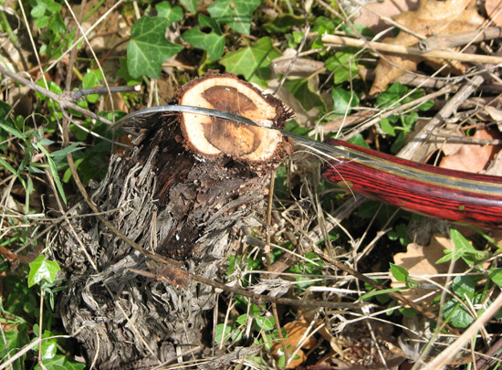 Surgreffage de la vigne