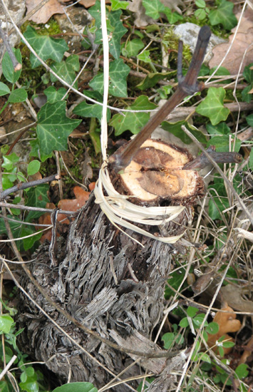 Greffons de vigne