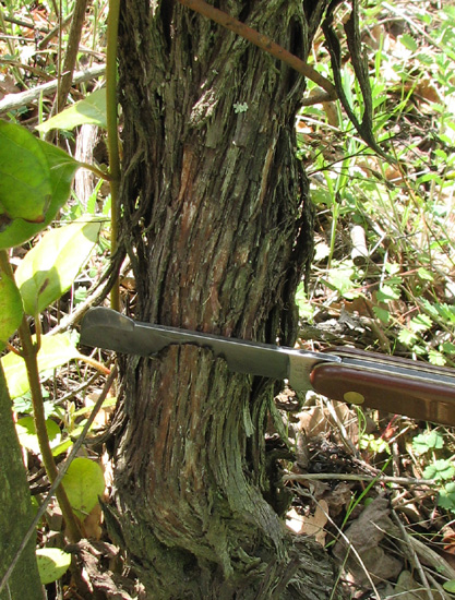 Chip budding vigne