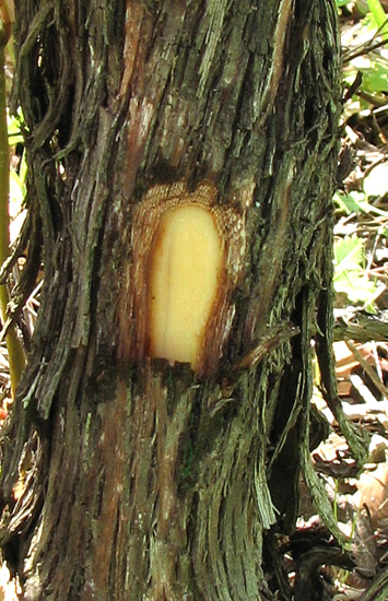 Chip budding vigne
