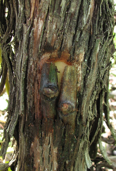Chip budding vigne