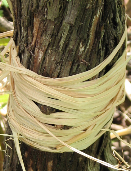 Chip budding vigne