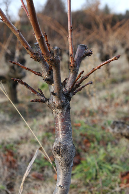 Greffe en fente de cerisier