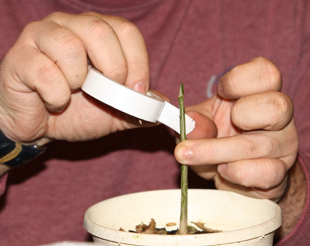 on applique le scotch à la base de la découpe