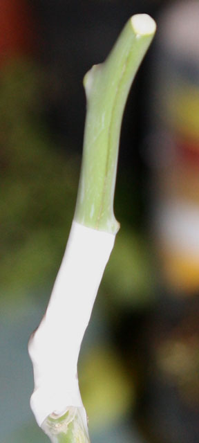 greffon paraffiné