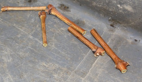 greffons de vigne découpés
