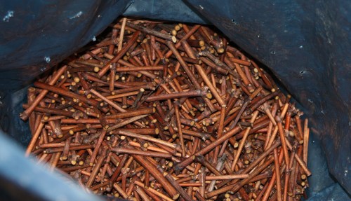 greffons de vigne dans sac micro-perforé