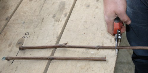 talonnage des porte-greffes de vigne
